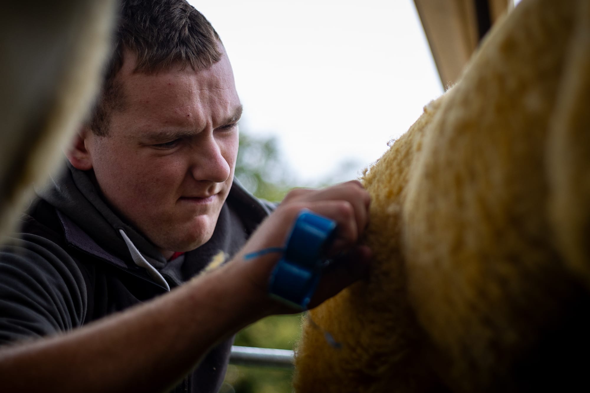 Strokestown Show gallery photo 14